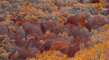 Hayedo de la Pedrosa Doğal Koruma Alanı, Beech Ormanı Sonbahar Sezonu, Fagus Sylvatica, Riofrio de Riaza, Segovia, Castilla y Leon, İspanya, Avrupa