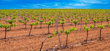 Valdepenas Vineyards, Ciudad Real, Valdepenas Denominacion de Origen, Castilla La Mancha, İspanya, Avrupa