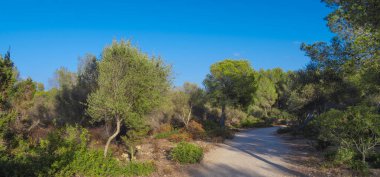 Finca Publica de Son Real, Natura 2000, Peninsula de Llevant Natural Park, Mallorca, Balearic Adaları, İspanya, Avrupa