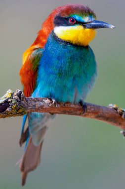 Arı yiyici, merops apiaster, Akdeniz Ormanı, Castilla y Leon, İspanya, Avrupa