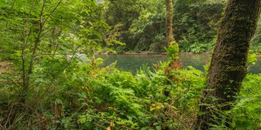 Fragas do Eume Doğal Parkı, Pontedeume, A Coruna, Galiçya, İspanya, Avrupa