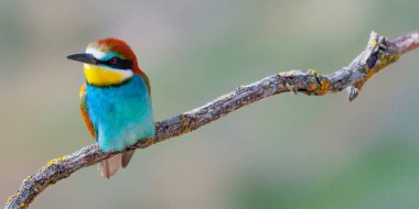 Arı yiyici, merops apiaster, Akdeniz Ormanı, Castilla y Leon, İspanya, Avrupa