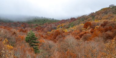 Hayedo de la Pedrosa Doğal Koruma Alanı, Beech Ormanı Sonbahar Sezonu, Fagus Sylvatica, Riofrio de Riaza, Segovia, Castilla y Leon, İspanya, Avrupa