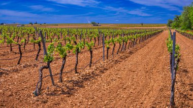 Valdepenas Vineyards, Ciudad Real, Valdepenas Denominacion de Origen, Castilla La Mancha, İspanya, Avrupa