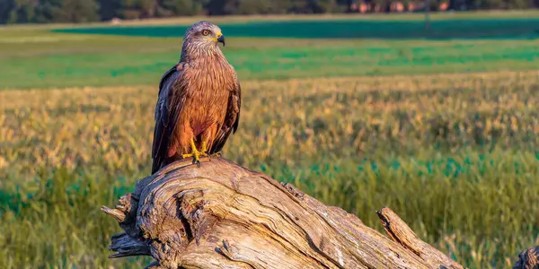 Kara Uçurtma, Milvus migrans, Tarım Tarlaları, Castilla y Leon, İspanya, Avrupa