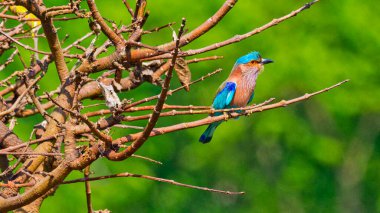 Indian Roller, Coracias benghalensis, Riverine Ormanı, Royal Bardia Ulusal Parkı, Bardiya Ulusal Parkı, Nepal, Asya