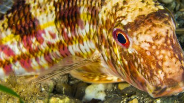 Çizgili Mullet, Mullus barbatus, Cabo Cope-Puntas del Calnegre Doğal Parkı, Akdeniz, Murcia Bölgesi, İspanya, Avrupa