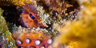 Ortak Octopus, Octopus vulgaris, Cabo Cope-Puntas del Calnegre Doğal Parkı, Akdeniz, Murcia, İspanya, Avrupa