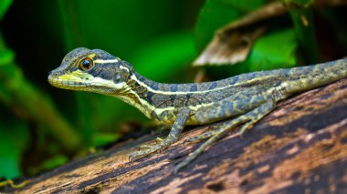 Common Basilisk, Basiliscus basiliscus, Tropikal Yağmur Ormanları, Boca Tapada, Alajuela Eyaleti, Kosta Rika, Amerika