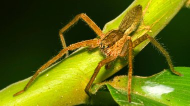 Tropikal Örümcek, Tropikal Yağmur Ormanları, Napo Nehri Havzası, Amazonia, Ekvador, Amerika
