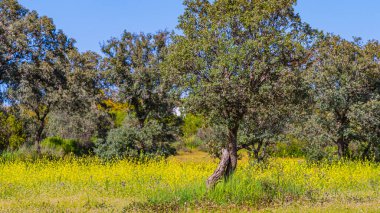 Akdeniz Ormanı, Castilla La Mancha, İspanya, Avrupa