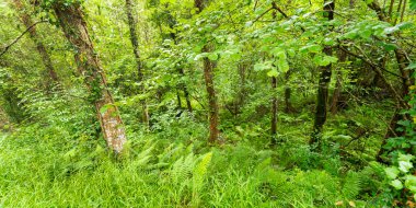 Caviedes Kıyı Kayın Ormanı, Corona Dağı, Oyambre Doğal Parkı, Cantabria, İspanya, Avrupa