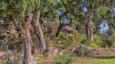 Korunan Peyzaj Monte Valcorchero y Sierra del Gordo, UICN, Plasencia, Caceres, Extremadura, İspanya, Avrupa
