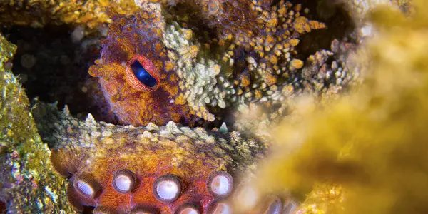 Ortak Octopus, Octopus vulgaris, Cabo Cope-Puntas del Calnegre Doğal Parkı, Akdeniz, Murcia, İspanya, Avrupa