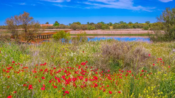 Tablolar Daimiel Ulusal Parkı, Daimiel, Ciudad Real, Castilla La Mancha, İspanya, Avrupa