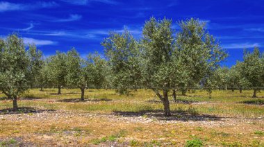 Zeytin Ağaçları, Olea Avrupa, Ciudad Real, Castilla La Mancha, İspanya, Avrupa