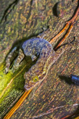 Turp kuyruklu Gecko, Thecadactylus rapicauda, Marino Ballena Ulusal Parkı, Uvita de Osa, Puntarenas, Kosta Rika, Amerika