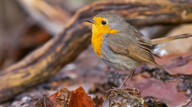 Robin, Erithacus Rubecula, Akdeniz Ormanı, Castilla y Leon, İspanya, Avrupa