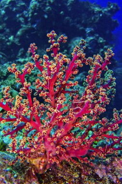 Çok dallı Mercan Ağaçları, Yumuşak Mercan Kayalıkları, Mercan Kayalıkları, Mercan Resifi, Bunaken Ulusal Deniz Parkı, Bunaken, Kuzey Sulawesi, Endonezya, Asya