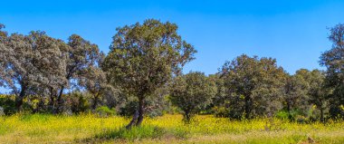 Akdeniz Ormanı, Castilla La Mancha, İspanya, Avrupa