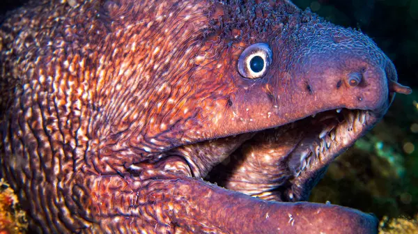 Moray Eel, Muraena helena, Cabo Cope-Puntas del Calnegre Doğal Parkı, Akdeniz, Murcia Bölgesi, İspanya, Avrupa