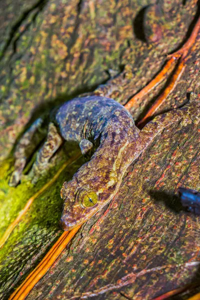 Turp kuyruklu Gecko, Thecadactylus rapicauda, Marino Ballena Ulusal Parkı, Uvita de Osa, Puntarenas, Kosta Rika, Amerika