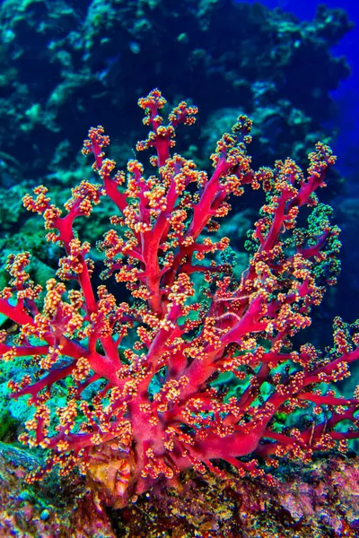 Çok dallı Mercan Ağaçları, Yumuşak Mercan Kayalıkları, Mercan Kayalıkları, Mercan Resifi, Bunaken Ulusal Deniz Parkı, Bunaken, Kuzey Sulawesi, Endonezya, Asya