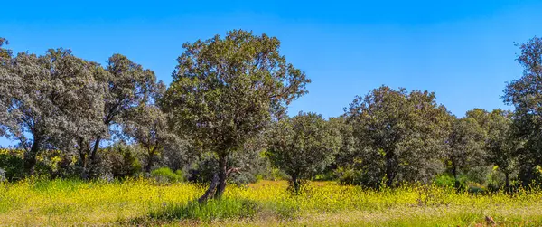Akdeniz Ormanı, Castilla La Mancha, İspanya, Avrupa