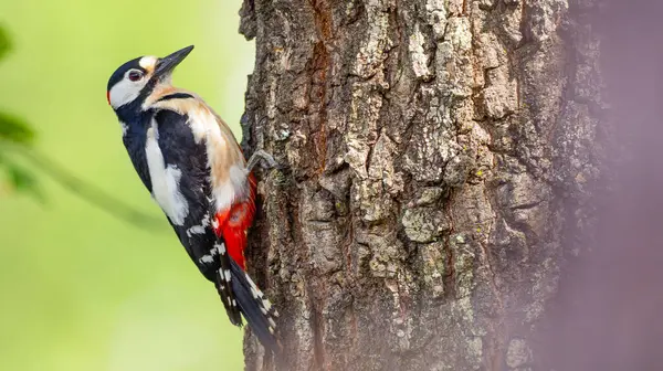 Büyük Benekli Ağaçkakan, Dendrocopos Major, Akdeniz Ormanı, Castilla y Leon, İspanya, Avrupa