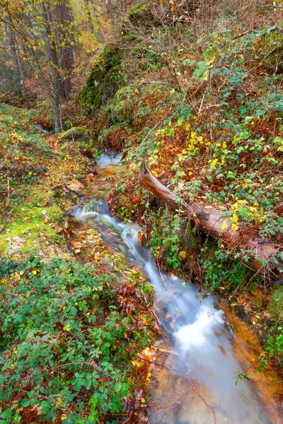 Stream Pine Forest, Scot Pine Forest, Sierra de Guadarrama Ulusal Parkı, Segovia, Kastilya ve Leon, İspanya, Avrupa