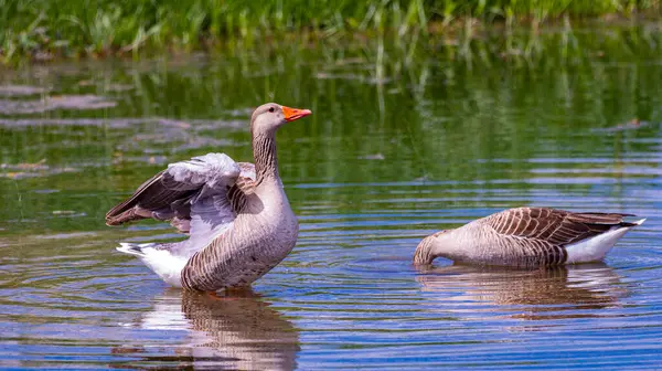 Greylag Goose, Anser anser, Tablas de Daimiel Ulusal Parkı, Daimiel, Ciudad Real, Castilla La Mancha, İspanya, Avrupa