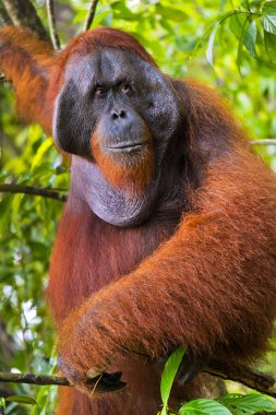 Orangutan, Pongo pigmaeus, Tanjung Puting Ulusal Parkı, Kalimantan, Borneo, Endonezya