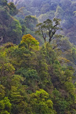 Dağ Ormanı Yolu, Annapurna Merkez Kampı, Annapurna Koruma Alanı, Himalaya, Nepal, Asya