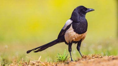 Avrasya Magpie, Pica pica, Akdeniz Ormanı, Castilla La Mancha, İspanya, Avrupa