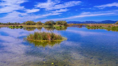 Tablolar Daimiel Ulusal Parkı, Daimiel, Ciudad Real, Castilla La Mancha, İspanya, Avrupa
