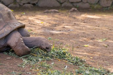 Dev aldabra kaplumbağası doğal bir yaşam alanında taze çimenler üzerinde huzur içinde otluyor ve Mauritius Adası 'nın zengin biyolojik çeşitliliğini gösteriyor.