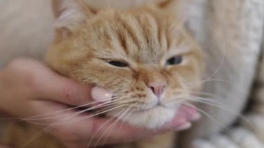 Kafkasyalı genç bir kız, kollarında kırmızı bir kedi tutuyor ve boynunun altından ve boynundan ona masaj yapıyor, yan görüntüyü yavaş çekimde seçici bir dikkatle çekiyor..