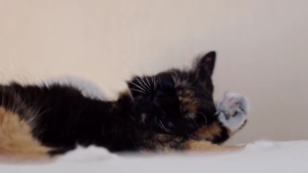 一只美丽的纯色三色猫躺在床上 用前爪上的舌头梳理她的头发 然后用慢镜头从底部洗耳恭听 — 图库视频影像