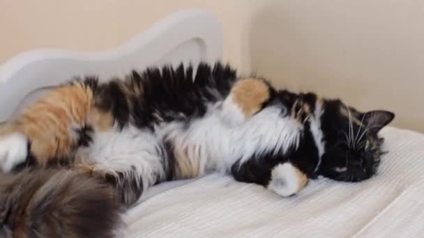 Красивая Чистоцветная Трехцветная Кошка Падает Лежа Кровати Глядя Сторону Крупным — стоковое видео