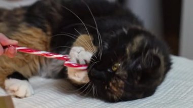 Beyaz örgü süveterli beyaz bir kız, odanın yakınındaki bir yatakta elinde xmas lolipop şekeri tutan bir kediyle oynuyor. Yavaş çekimde, yakın çekimde yan görünüm..