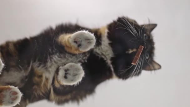 Vacker Renrasig Tricolor Och Fluffig Katt Som Går Ett Glasbord — Stockvideo