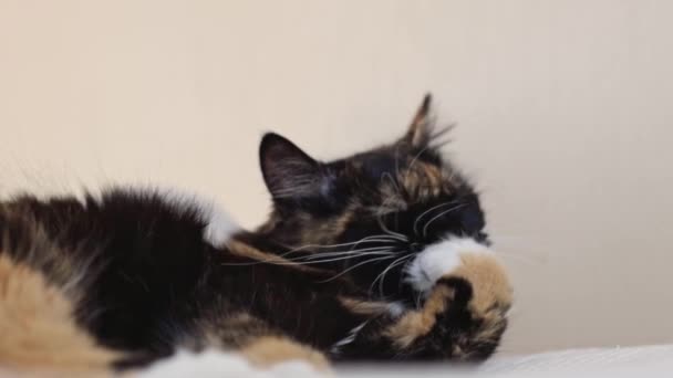 Μια Όμορφη Τρίχρωμη Γάτα Ξαπλωμένη Ένα Κρεβάτι Χτενίζει Μαλλιά Της — Αρχείο Βίντεο