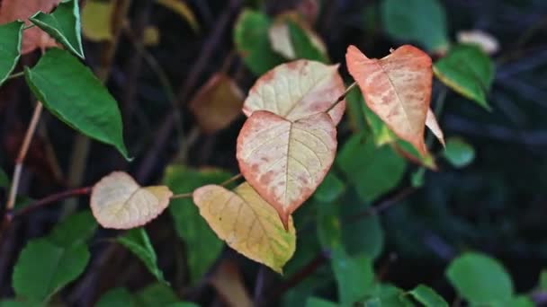 Herbstgelbe Blätter Einem Zweig Der Wind Wiegt Das Blatt Der — Stockvideo