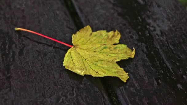 Ein Gelbes Ahornblatt Liegt Bei Leichtem Regen Auf Einer Nassen — Stockvideo