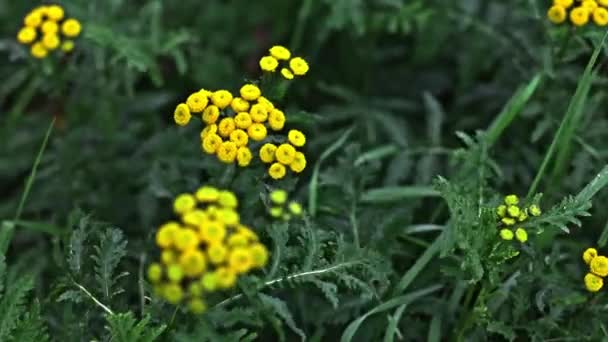 Żółte Błyszczące Kwiaty Kołyszą Się Wietrze Liśćmi Łodydze Zbliżenie Góry — Wideo stockowe