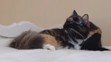 Güzel bir safkan üç renkli kedi yan yatar yatakta usulca saçını tarar dili karnında, aşağıdan yavaş çekimde yakın çekimde..