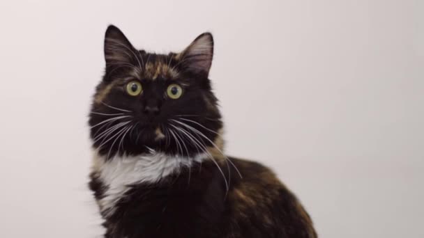 Vackra Renrasiga Tricolor Katt Med Gröna Ögon Sitter Blickar Runt — Stockvideo