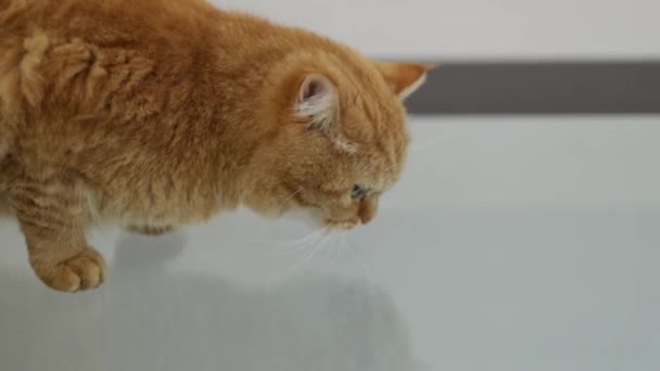 Een Prachtige Volbloed Rode Kat Zit Een Glazen Kookstel Knabbelt — Stockvideo