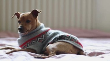 Gri bir Noel süveteri içinde güzel bir safkan kahverengi minyatür yatağında uzanıyor, kameraya bakıyor, mutlu bir şekilde kuyruğunu sallıyor, dilini yalıyor ve geniş bir yelpazede esniyor, yavaş çekimde tarlanın derinliği ve pürüzsüz bir zoom ile yan görüntüsü var..