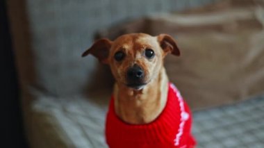 Kırmızı bir Noel süveteri içinde güzel kahverengi bir pinscher koltukta oturur, kameraya bakar ve havlar, yakından bakar..